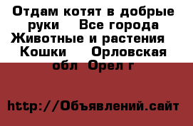 Отдам котят в добрые руки. - Все города Животные и растения » Кошки   . Орловская обл.,Орел г.